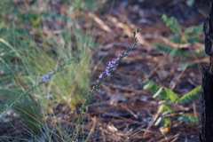 Liatris cokeri