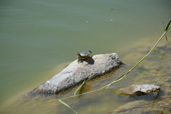Trachemys scripta elegans