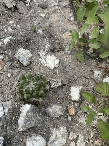 Mammillaria zephyranthoides