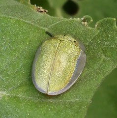 Physonota arizonae