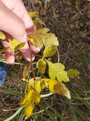 Rhus aromatica aromatica