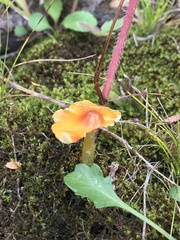 Hygrocybe