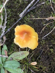 Hygrocybe