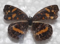 Anthanassa drusilla