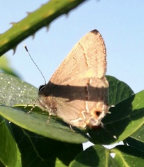Electrostrymon denarius