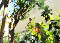 Argiope argentata
