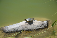 Trachemys scripta elegans