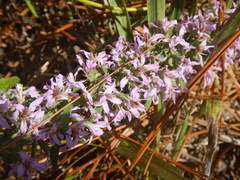 Liatris elegans