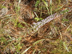 Liatris elegans
