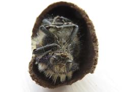 Julodis