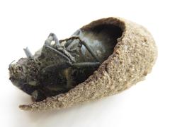 Julodis