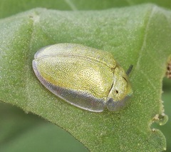 Physonota arizonae