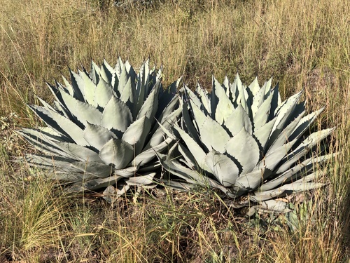 Agave havardiana