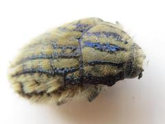 Julodis