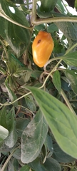 Capsicum pubescens