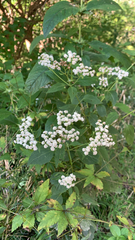 Ageratina altissima