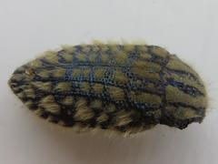 Julodis