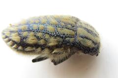 Julodis