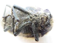 Julodis