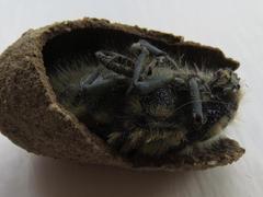 Julodis