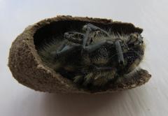 Julodis