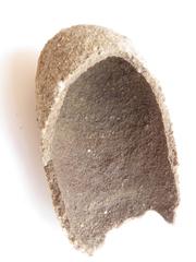 Julodis