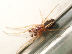 Pachygnatha listeri