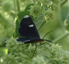 Melanchroia vazquezae