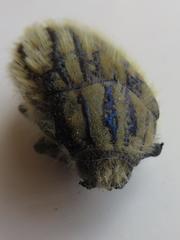 Julodis