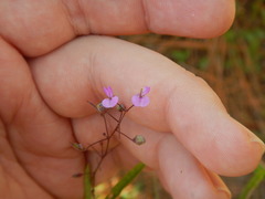 Desmodium strictum