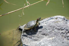 Trachemys scripta elegans