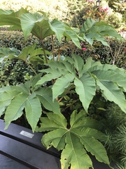 Tetrapanax