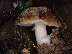 Amanita parvipantherina