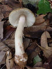 Amanita parvipantherina