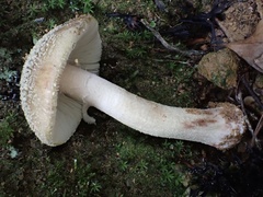 Amanita parvipantherina