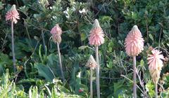 Veltheimia bracteata