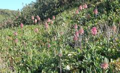 Veltheimia bracteata