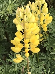 Lupinus arboreus