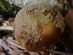 Amanita parvipantherina
