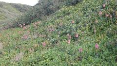 Veltheimia bracteata