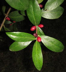 Acokanthera oppositifolia