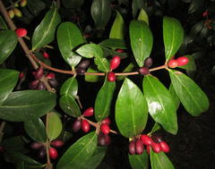 Acokanthera oppositifolia
