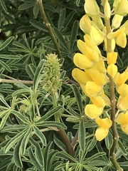 Lupinus arboreus