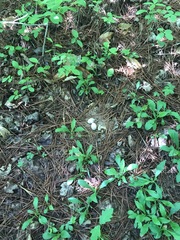 Antrostomus carolinensis