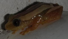 Afrixalus fornasini