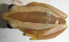 Afrixalus fornasini