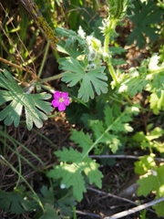 Geranium berteroanum