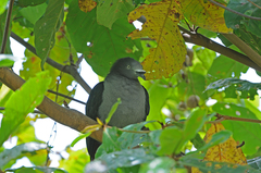 Ducula galeata