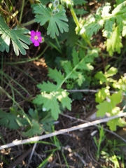 Geranium berteroanum