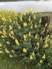 Lupinus arboreus